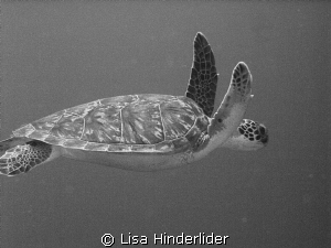 Black & White turtle by Lisa Hinderlider 